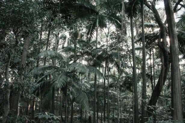 Freddo a San Paolo Brasile_3005 - Tempo gelado em São Paulo: frio atinge recorde anual