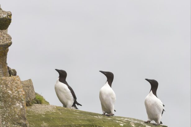 pinguini a San Paolo brasile_0706 - Tempo surreal em São Paulo: frio trouxe pinguins e icebergs